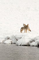 Coyote Song