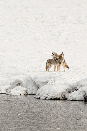 Coyote Song