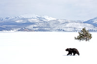 Winter Wildscapes