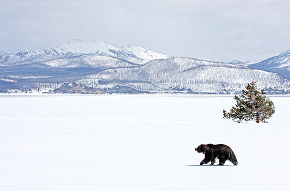 Bear, Tree, Mountain