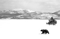 Bear, Tree, Mountain B+W