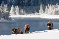 Bulls, River, Trees