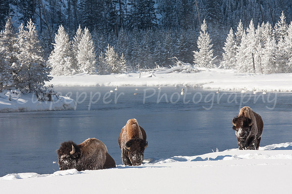 Bulls, River, Trees