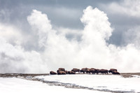 Yellowstone's Winter Bison