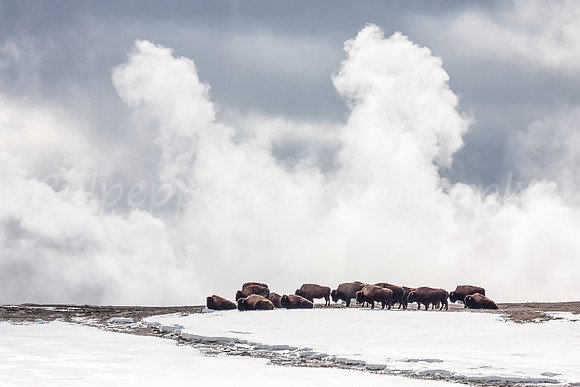 Yellowstone's Winter Bison