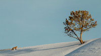 Red Fox and Hayden Tree