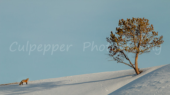 Red Fox and Hayden Tree