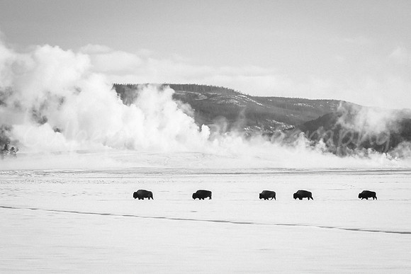 Follow the Leader B+W