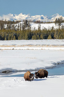 Bisonscape