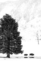 Two Bison & Thee Tree
