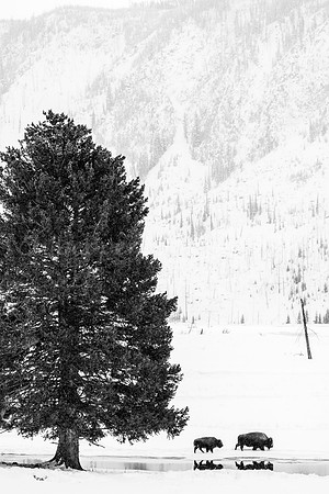 Two Bison & Thee Tree