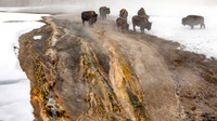 Thermal Bison