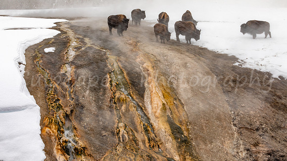 Thermal Bison
