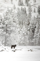 WInter Wolf