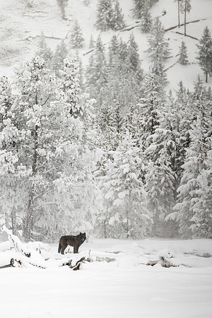 WInter Wolf