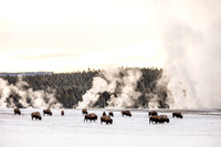 Fountain Flats Bison 2