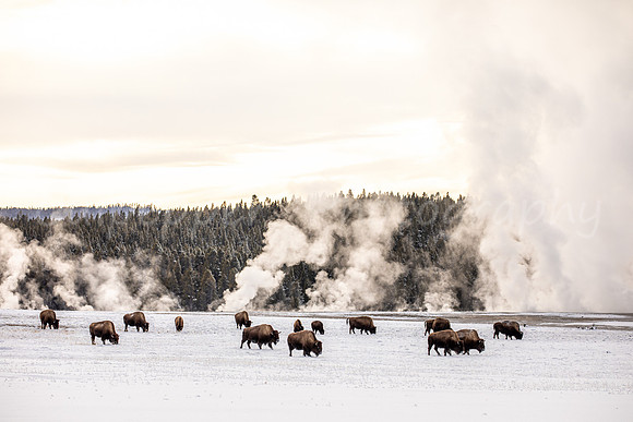 Fountain Flats Bison 2