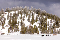 Bison Highway