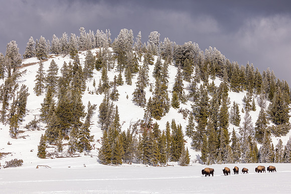 Bison Highway