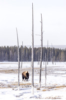 Bobbysock Bison 1