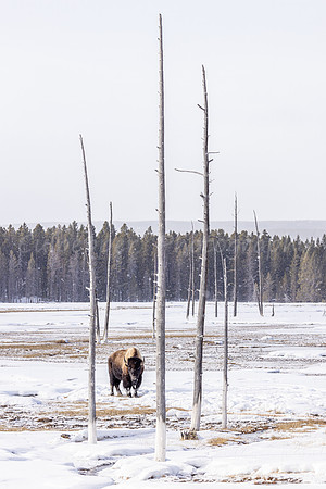 Bobbysock Bison 1