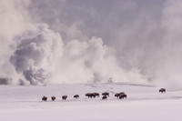 Yellowstone Bison 1