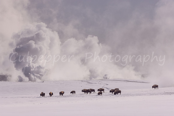 Yellowstone Bison 1