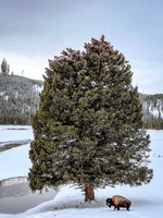 The Tree with Bison