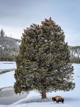 The Tree with Bison