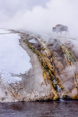 Thermophilic Bison