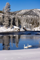 Swanscape