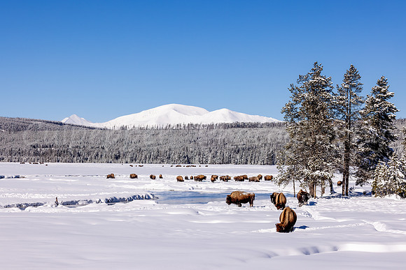 Winter Bisonscape