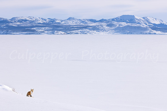 Yellowstone Lake Fox