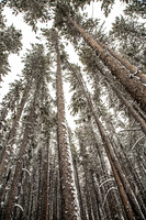 Lodgepole Land