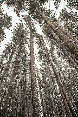 Lodgepole Land