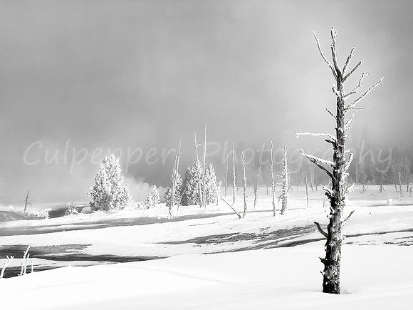 Stark Landscape