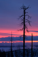 Absaroka Winter Sunrise Vertical