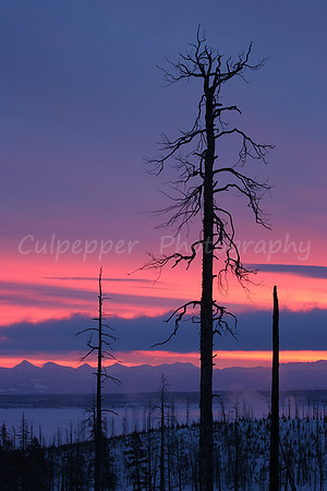 Absaroka Winter Sunrise Vertical