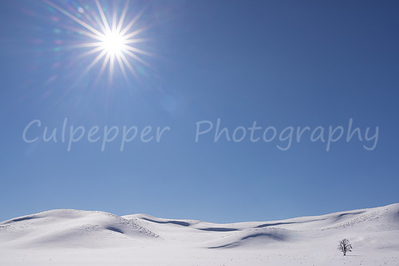 Sunburst Hayden Valley