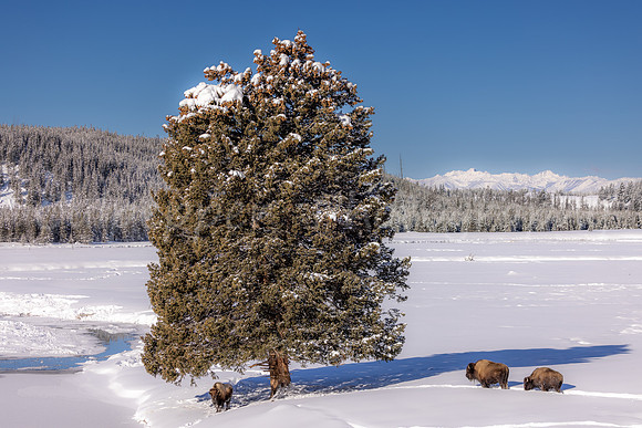 Three Bison with Thee Tree