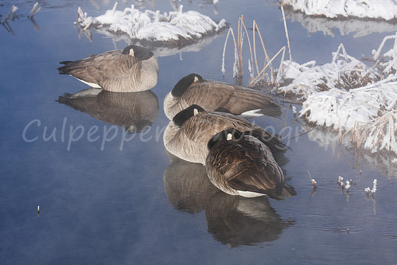 Canada Geese Peeping
