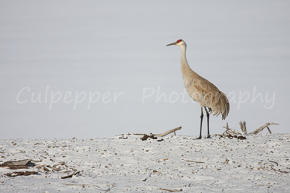 Winter Sandhill Crane