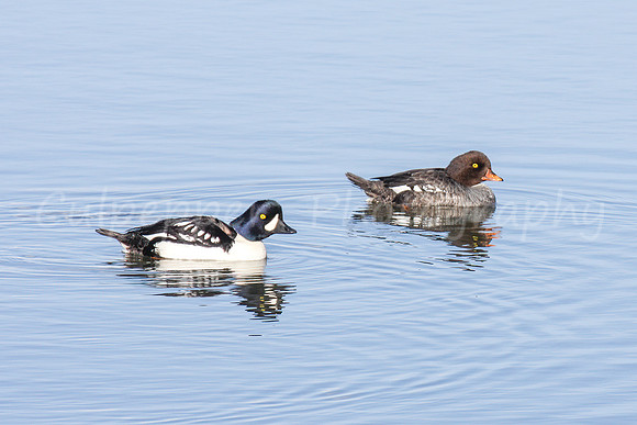 Barrow's Goldeneye
