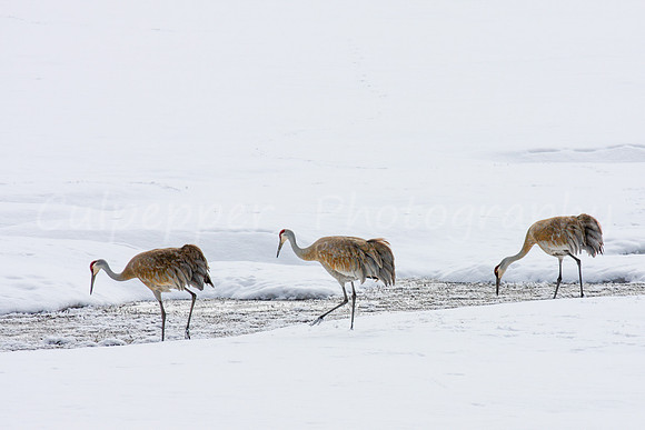 Three Cranes on Snow