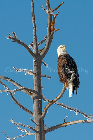 Eagle on Blue