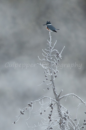 Belted Kingfisher