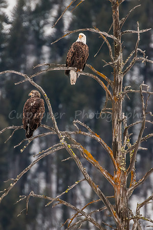 Young and Old Eagle