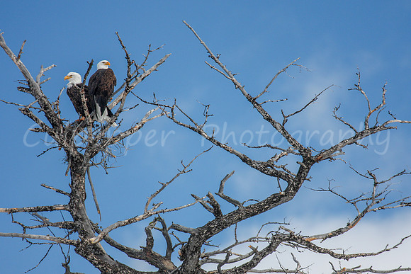 Building a Nest