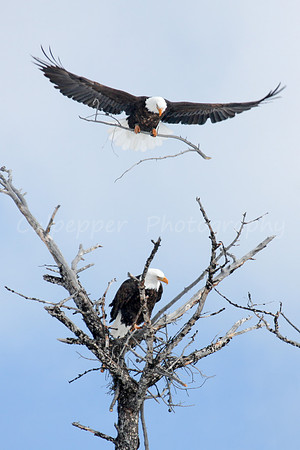 Building the Nest Vertical