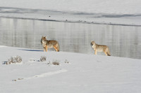 Him and Her Coyote